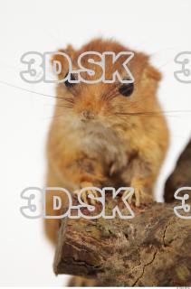 Hazel Dormouse - Muscardinus avellanarius 0002